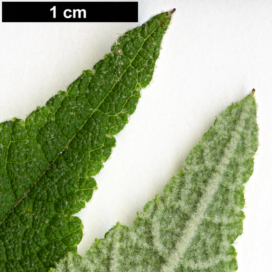 High resolution image: Family: Lamiaceae - Genus: Colquhounia - Taxon: coccinea